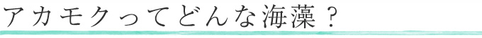 アカモクってどんな海藻